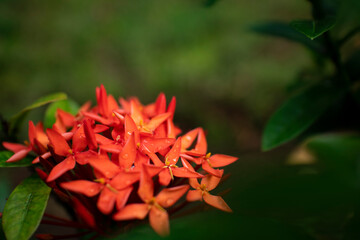 red flower of a epindendrum