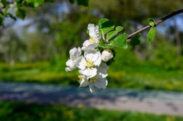 blooming apple trees