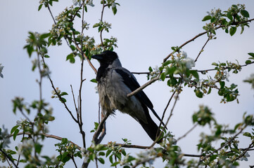 blackbird on a branch
