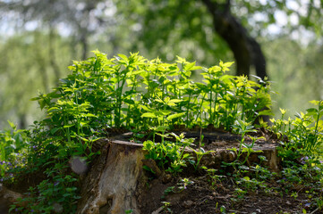 green leaves in the sun