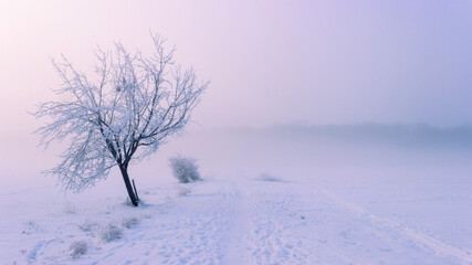 Frozen trees in frozen fog