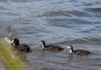 Eurasian coot (common coot, Australian coot, Fulica atra) family feeding. Parent holding crawfish...