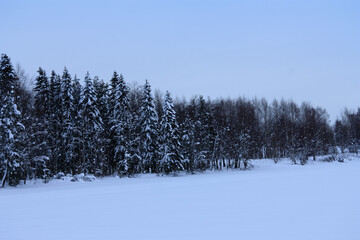 There is snow on the Christmas trees.