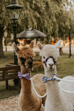Alpacas at wedding.