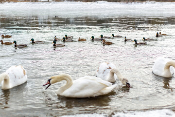 White swans and lake ducks. Winter season.
