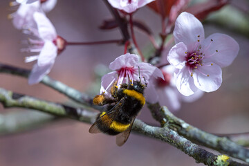 Macro abeja polinizando flor de cerezo