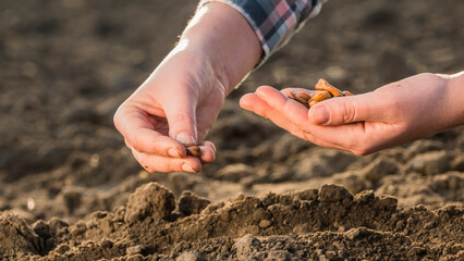 Plant grain into the soil, close-up