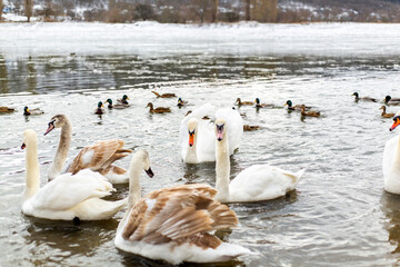White swans and lake ducks. Winter season.