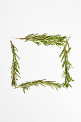 Fresh rosemary on white background. Twig of rosemary on a white with copy space