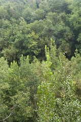 Evergreen forest in Barlovento.