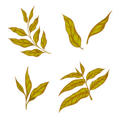 Fototapeta na wymiar sketch logo three green leaves
