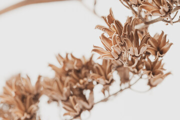 Vintage effect brown dry bell shape little flowers branch on light background