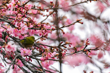 Japanese White-eye With Cherry Blossom(Cerasus lannesiana Carriere, 1872) At Shibuya,Tokyo, Japan.