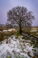 Tree in the snow, Sally's Gap, Wicklow, Ireland