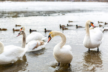 Obraz premium White and beautiful swans on the lake. Winter season.