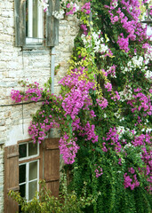 Window with wooden shutters surrounded by pink and white bougainvillea flowers. Vertical
