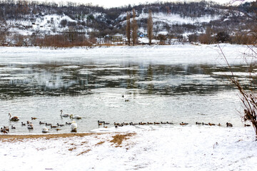 White swans and lake ducks. Winter season.