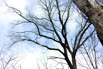 Leafless tree in the background clear sky. Winter season.
