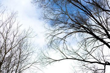 Leafless tree in the background clear sky. Winter season.