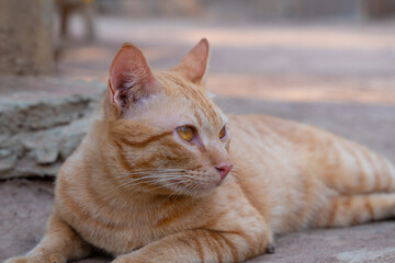 Close-up yellow cat looking to the right. Portrait  yellow cat.