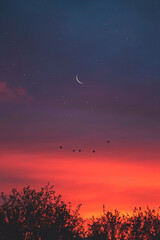 Sunset with pink sky and clouds. Moon and birds flying. Trees in the shade.