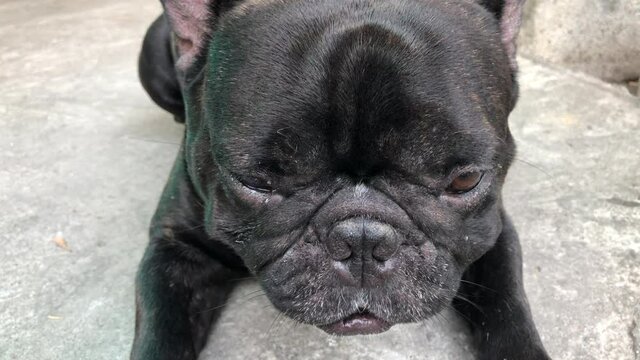 Concept of Treatment of early symptoms,eye inflammation in dogs.French bulldog has Eye injury,eye inflammation,owner wiped the eyes with normal saline solution,wash the wound,medicine eyes drops.