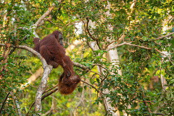 Orangutan on the tree in jungle  © Lukas