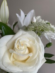 white rose closeup
