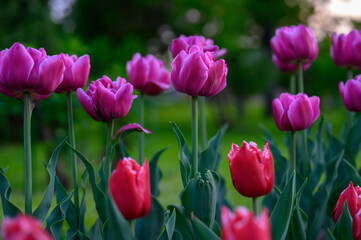 red tulips in the garden