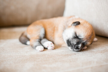 Akita Inu puppies. Beautiful red puppies. Domestic dog.