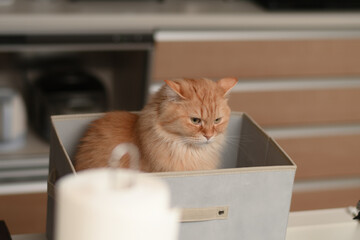 箱に入る猫（マンチカン）