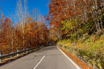 Fototapeta premium An asphalted road among beautiful trees colored with the typical autumn shades, Ponte Sant'Anna, Italy