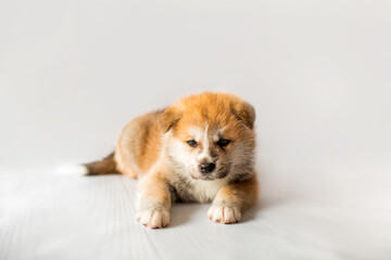 Akita Inu puppies. Beautiful red puppies. Domestic dog.