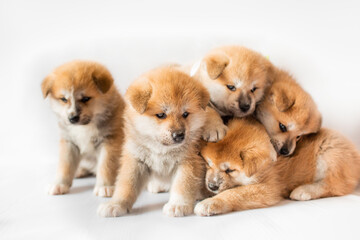 Akita Inu puppies. Beautiful red puppies. Domestic dog.