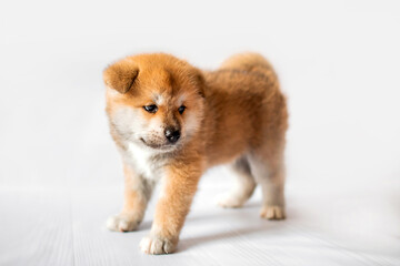 Akita Inu puppies. Beautiful red puppies. Domestic dog.