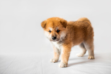 Akita Inu puppies. Beautiful red puppies. Domestic dog.