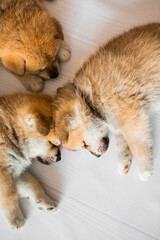 Akita Inu puppies. Beautiful red puppies. Domestic dog.