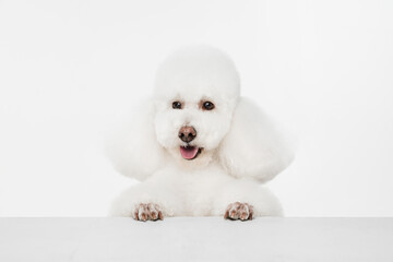 Close-up portrait of white dog poodle isolated over white background.