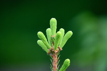 close up of a needles