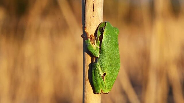 European tree frog from reeds of Crna Mlaka