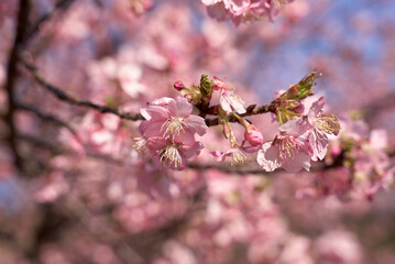 Fototapeta premium 河津桜⑩