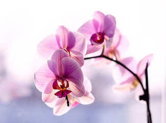Naklejka na ściany i meble purple orchid on the window