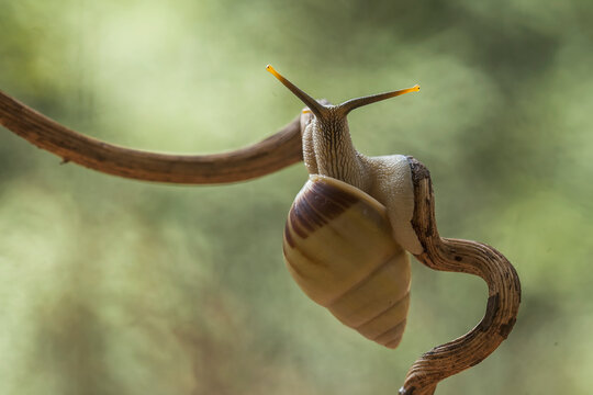 Mollucsa aka Snail From Borneo Forest