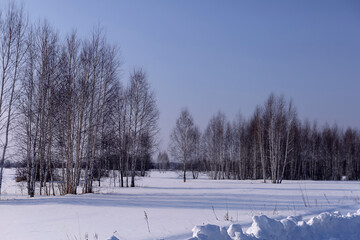 Winter birch forest, edge and road