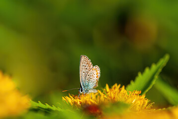 beautiful butterfly collects nectar on a yellow flower on a blurred green background.