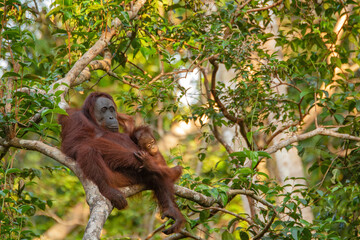 Orangutan on the tree in jungle 