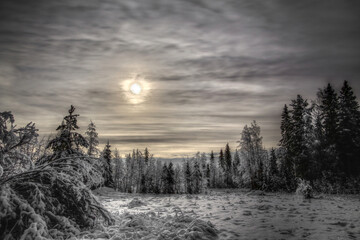 HDR shot of winterly meadow in the Forest