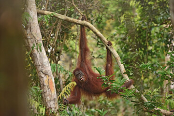 Orangutan on the tree in jungle 