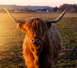 cow with long horns in a meadow in the rays of sunset sun
