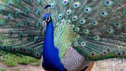 Obraz premium male peacock revealed beautiful multi-colored tail 